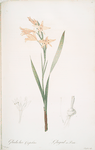 Gladiolus cuspidatus