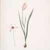 Tulipa Clusiana
