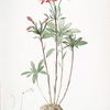 Alstroemeria