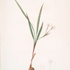 Gladiolus inclinatus