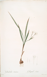 Gladiolus inclinatus