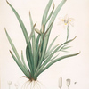 Moraea iridioides