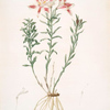 Alstroemeria Pelegrina