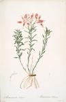 Alstroemeria Pelegrina