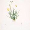 Sisyrinchium convolutum