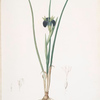 Iris tuberosa
