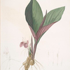 Koemferia longa