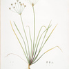 Allium straitum