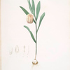 Fritillaria latifolia