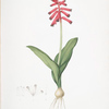 Lachenalia pendula