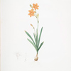Montbretia