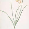 Gladiolus lineatus