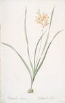 Gladiolus lineatus