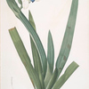 Moraea vaginata