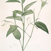 Maranta arundinacea
