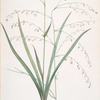 Anthericum milleflorum