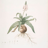 Lachenalia lanceaefolia