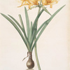 Amaryllis aurea