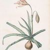 Amaryllis Broussonetii