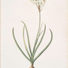 Ornithogalum arabicum