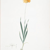 Ixia dubia