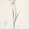 Gladiolus carneus
