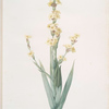 Sisyrinchium striatum