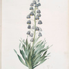 Fritillaria persica