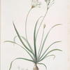 Allium fragrans