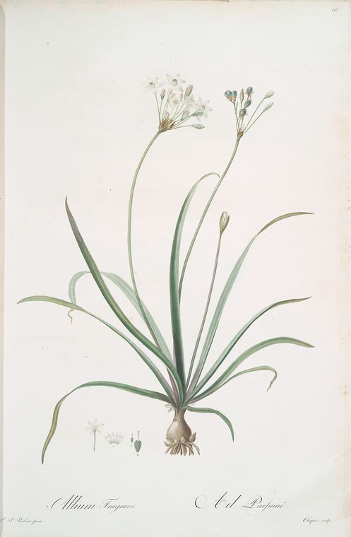 Allium fragrans - NYPL Digital Collections