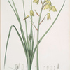 Albuca major