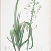 Albuca cornuta