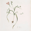 Moraea sordescens
