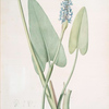 Pontederia cordata