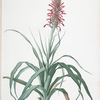 Pitcairnia latifolia