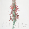 Pitcairnia latifolia
