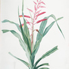 Pitcairnia bromeliaefolia