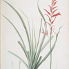 Pitcairnia angustifolia