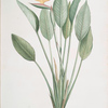 Strelitzia Reginae