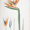 Strelitzia Reginae