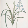Dianella caerulea