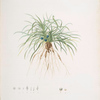 Convallaria japonica