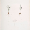 Crocus minimus