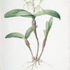 Epidendrum ciliare