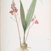Limodorum purpureum