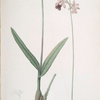 Epidendrum bifidum