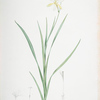 Ixia anemonae flora