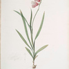 Ixia hyalina