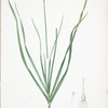 Allium tartaricum