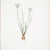 Allium moschatum